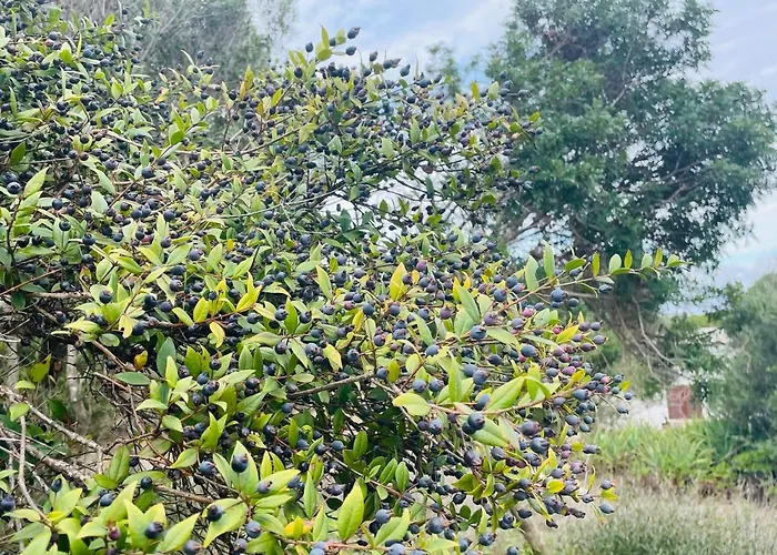 Stazzo Monti Russu 阿列恩图